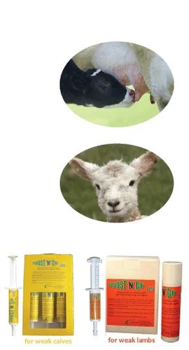 Image result for Instant Boost Go