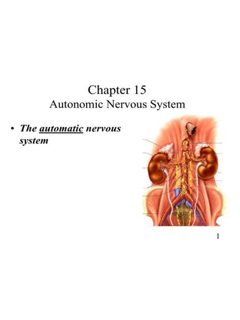 the-somatic-nervous-system | PDF