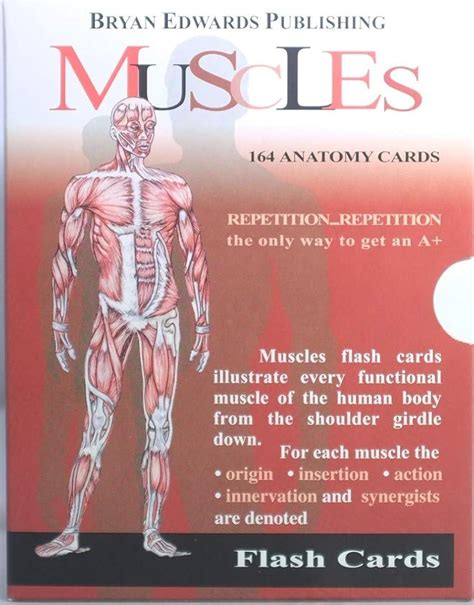 The Muscles Flash Cards Flash Anatomy Cards January 1 1993 | Desertcart ...