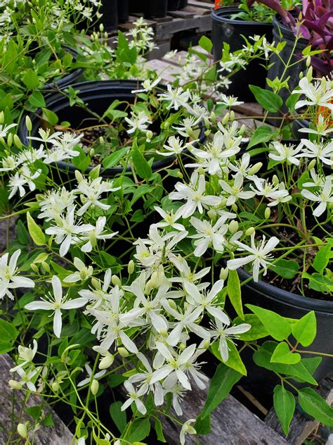 Clematis terniflora --Sweet Autumn Clematis-- - Nursery Taylor – Lone ...