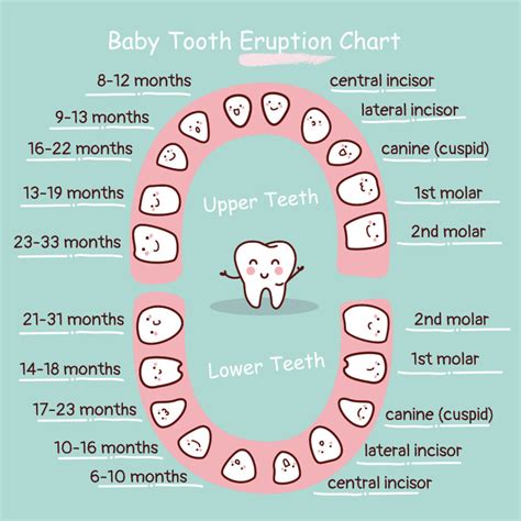 Image result for Tooth Growth Chart