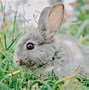 Image result for Baby Brown Rabbit