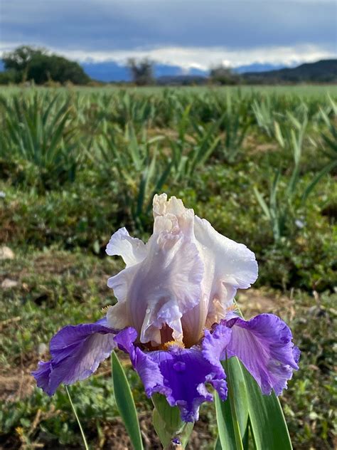 Bolder Boulder – Ripple Effect Iris Farm