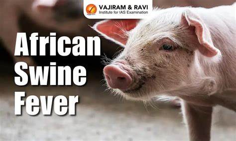 African Swine Fever (ASF), Causes, Symptoms, Treatment, Latest News