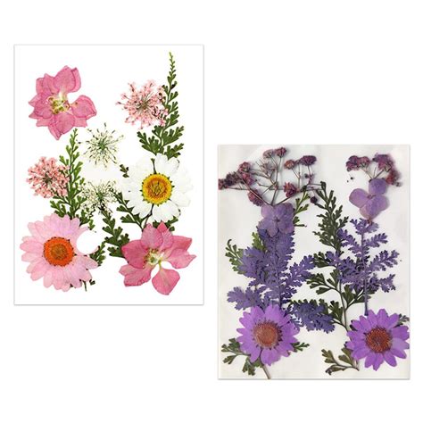 YellowCult Natural Real Dried & PRESSED Flowers Combo Sheets for Art ...
