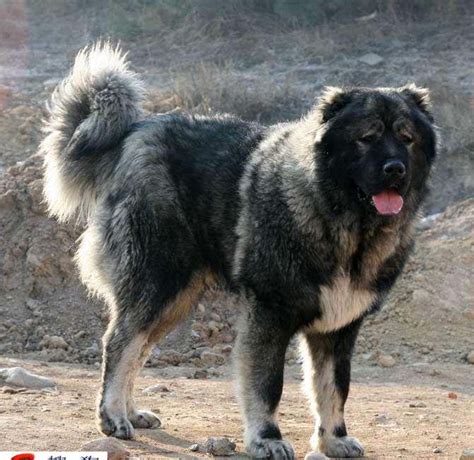 你知道什麼是高加索犬嗎？有人稱它為「犬中之王」 - 每日頭條