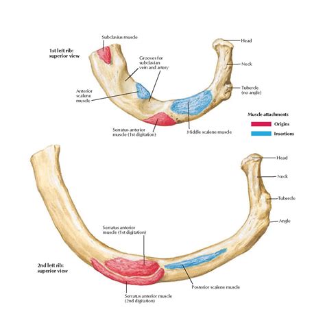 Muscle Attachments of Ribs Anatomy - pediagenosis