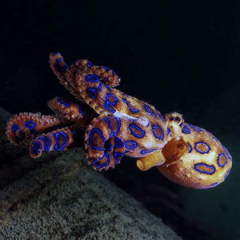 Image result for Blue-Ringed Octopus Attack