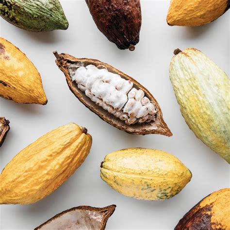 WHAT IS CACAO FRUIT? - Living Lotus Chocolate