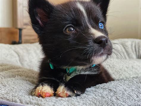 Australian Shepherd Mixed With Siberian Husky