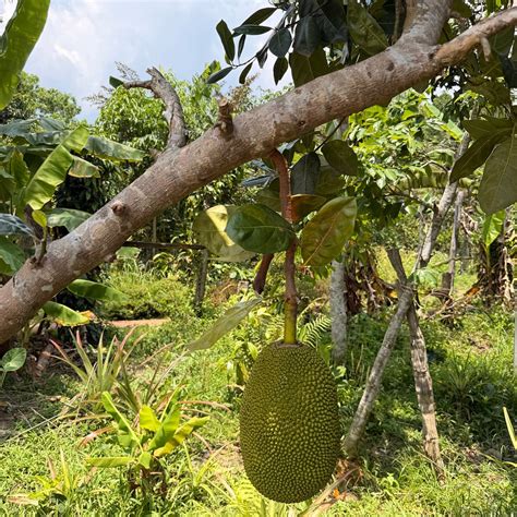 PHU QUOC COUNTRYSIDE - All You Need to Know BEFORE You Go 2026 (with ...