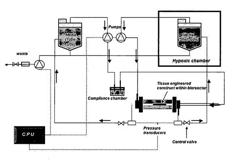 Substantially decellularized grafts from umbilical cord vessels and ...