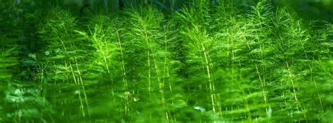 Image result for horsetail and nerve damage