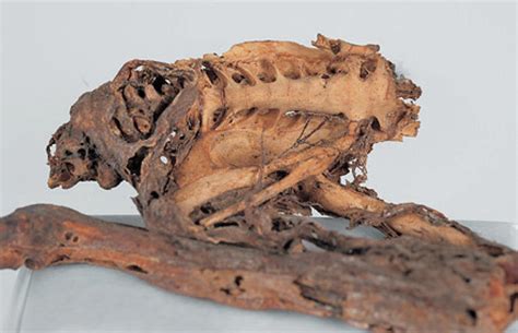 Mystery of 600-Year-Old Mummified 'Dragon' Solved