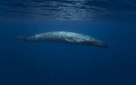 Deep dive…into Blue whales - WeWhale