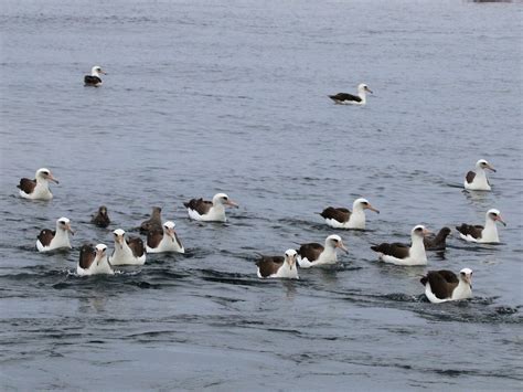 Laysan Albatross - eBird