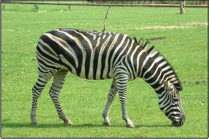 Image result for 2 Animals Photoshop Tutorial