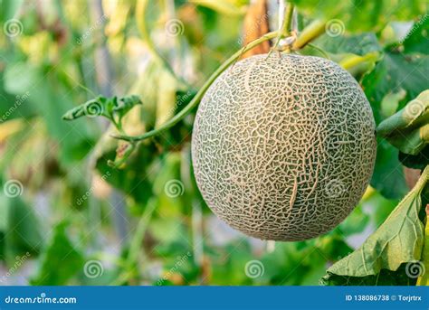 Fresh Green Melon or Cantaloupe Melon in Organic Melon Farm Plantation ...
