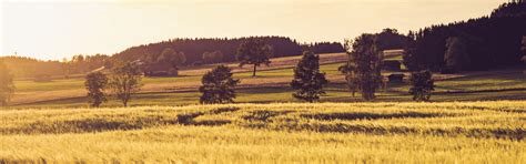 Download wallpaper sun, bavaria, Golden Wheat Field, wheat, light ...