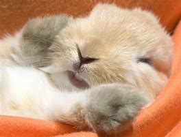 Image result for cute baby bunny sleeping