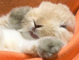 Image result for Cute Bunnies Sleeping