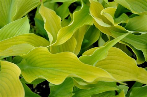 Hosta 'Sun Power' - one of the best, most sun tolerant gold hostas ...
