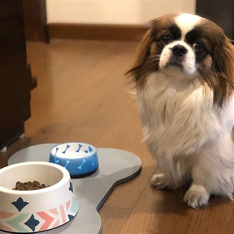 Visit Vetco For Pet Products, Services & More Online | LBB