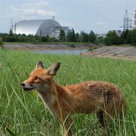 CHERNOBYL ADVENTURE (2025) All You Need to Know BEFORE You Go (with ...