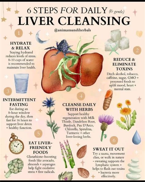 Liver Cleansing | Herbs for health, Herbs, Healing herbs