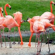 Image result for Flamingos in Wisconsin