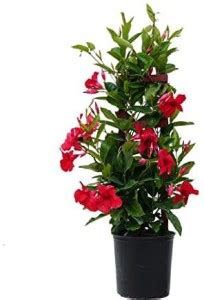 Cloud Farm Mandevilla Plant Price in India - Buy Cloud Farm Mandevilla ...
