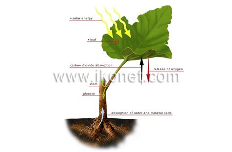 Plant 的图像结果