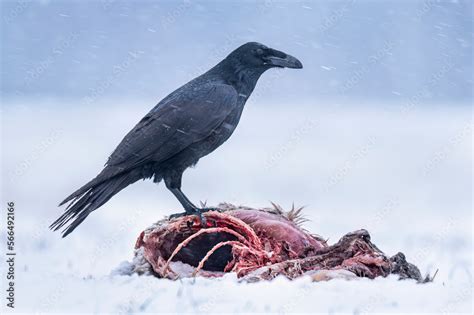Image result for Toad Eating Raven