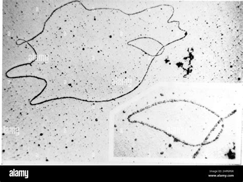DNA Under Microscope 的图像结果