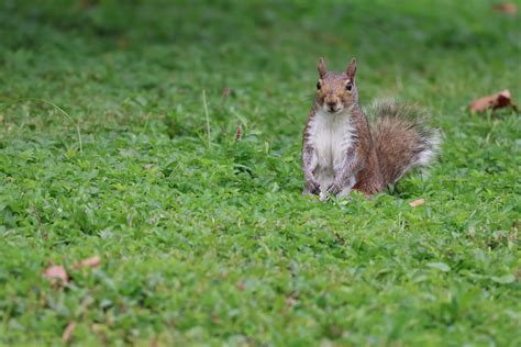 The squirrels in the park are so much fun to photograph : r/squirrels