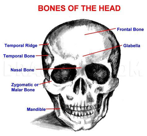 How To Draw A Human Head, Draw Human Heads, Drawing, Step by Step, by ...