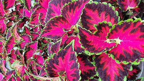 Coleus Indoor Care: Ultimate Coleus Guide 15 Tips