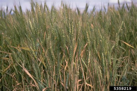 wheat (Genus Triticum L.)