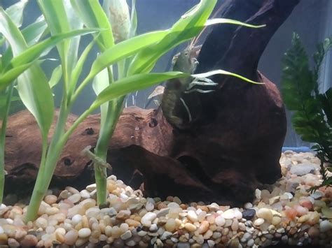 Image result for Native Fish Tank