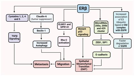 Estrogen Signals through ERβ in Breast Cancer; What We Have Learned since the Discovery of the ...