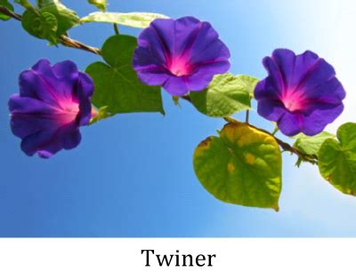 The Stem: Structure, Functions & Modifications