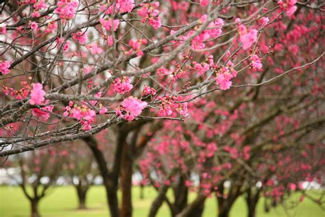 Think Pink: Waimea Cherry Blossom Heritage Festival celebrates 30th ...