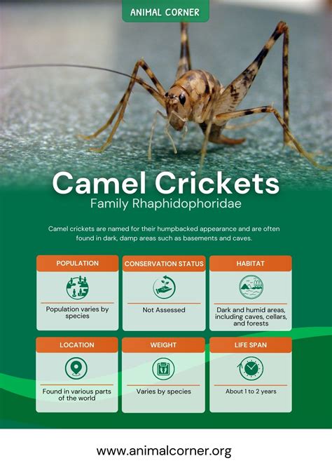Why Do Camel Crickets Jump At You at Sandra Slavin blog
