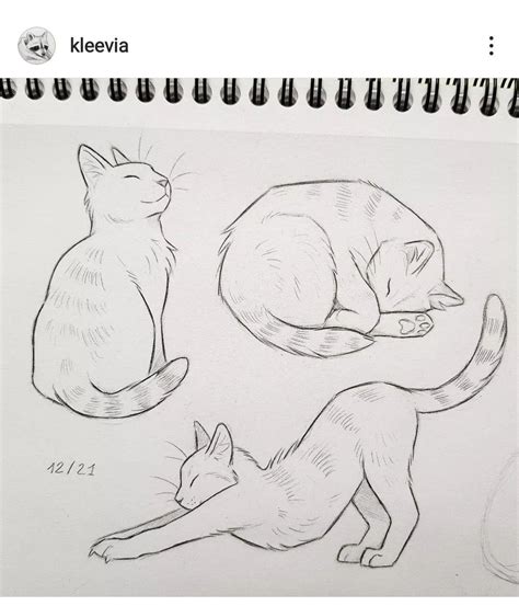 Sitting Cat Drawing
