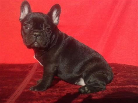 Rassehunde Franzoesische Bulldogge Kleinanzeigen | Rassehunde ...