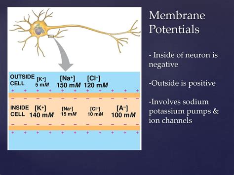 Potential Negative 的图像结果