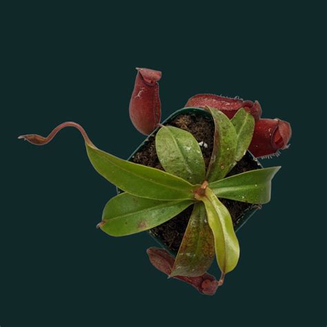 Pitcher Plant (Nepenthes Lady Luck) - Carnivorous Plant - soiled.in
