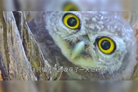 不要再说“夜猫子”了，因为发现600万年前白天活动的猫头鹰化石 - 每日头条