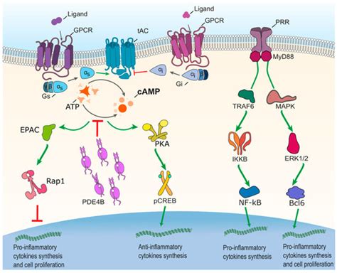Cells | Special Issue : New Advances in Cyclic AMP Signalling