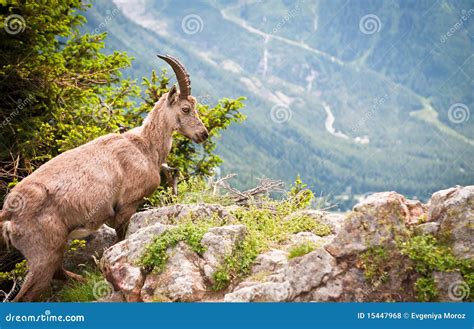Wild Mountain Goat Capra Ibex Stock Photo - Image of mountains ...